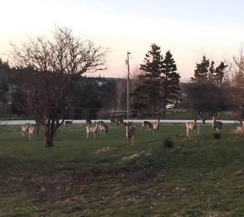 Several deer are shown in a person's yard.