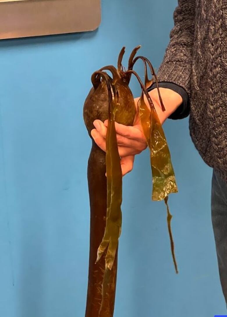 Bull kelp against a blue background