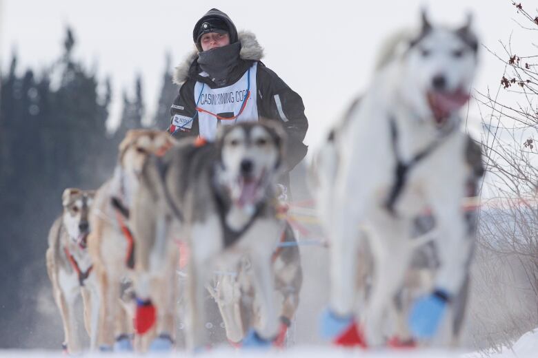 A woman is seen on a sled with her dogs