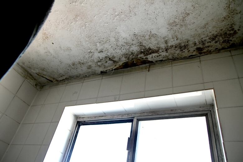 A bathroom shower with black mould on the ceiling.