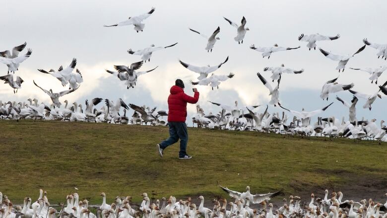 A man in a red jacket runs through a park full of white snow geese with black-tipped wings. Birds are clustered on the ground and dozens are taking flight.