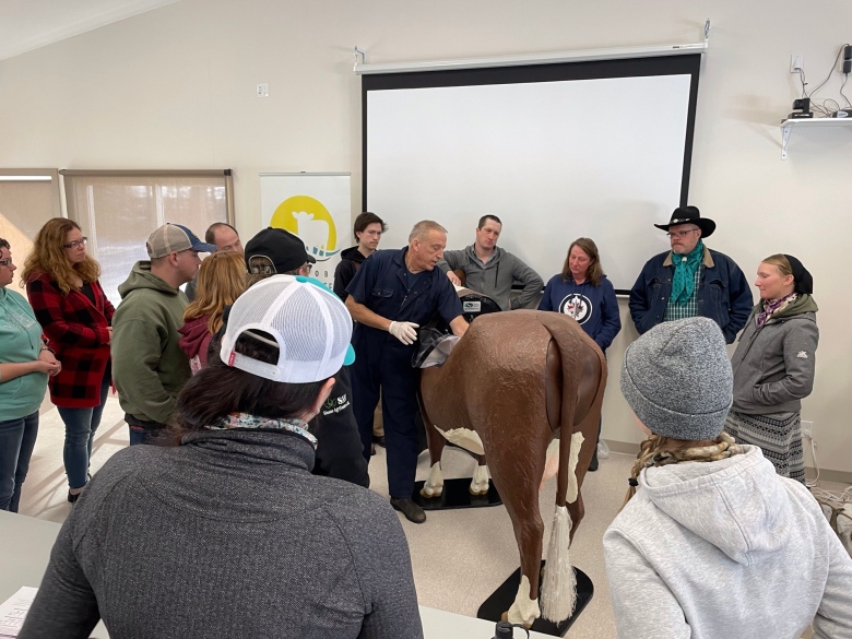 A veterinarian teaches cow birthing techniques to a group of people using a fake cow.