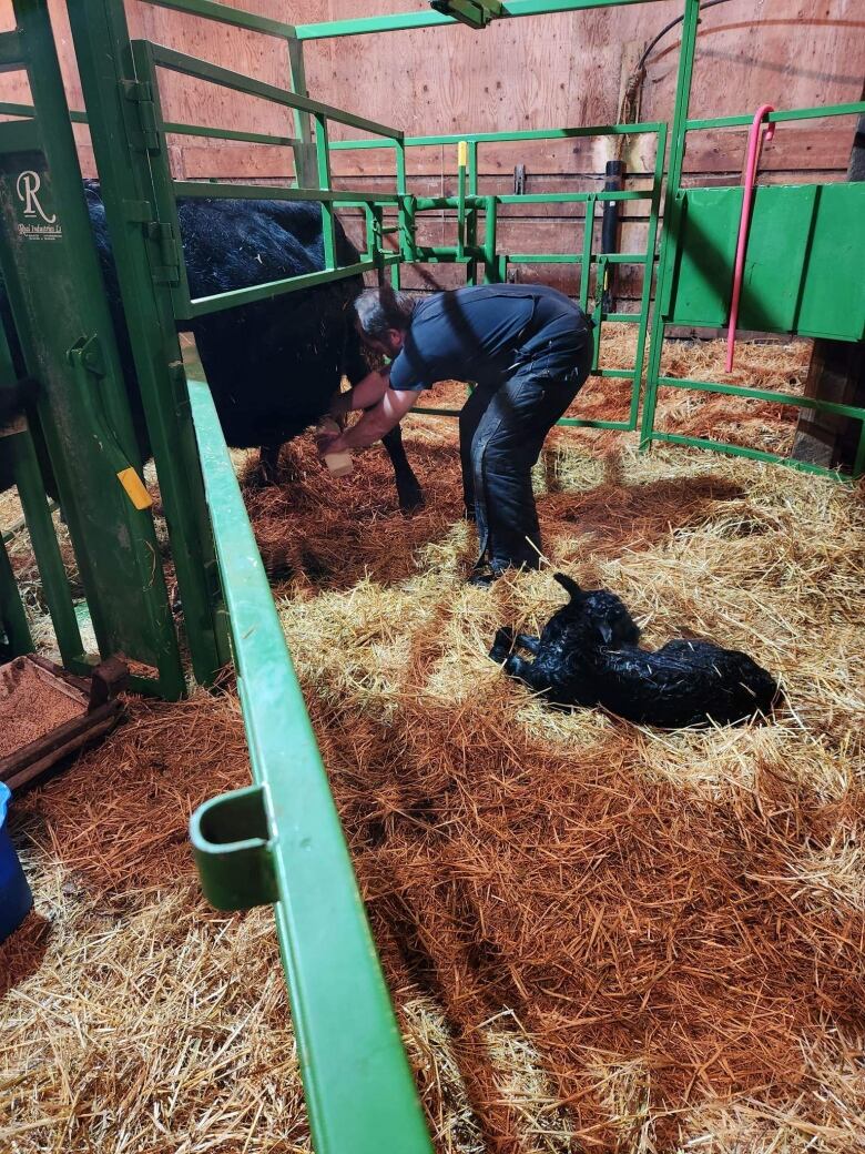 A man stands in a barn with new baby cows.