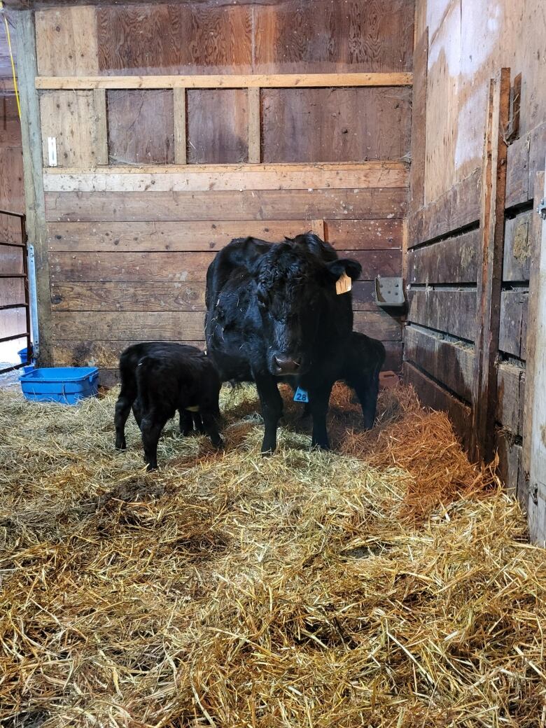 A cow stands with three bull-calves in a barn.