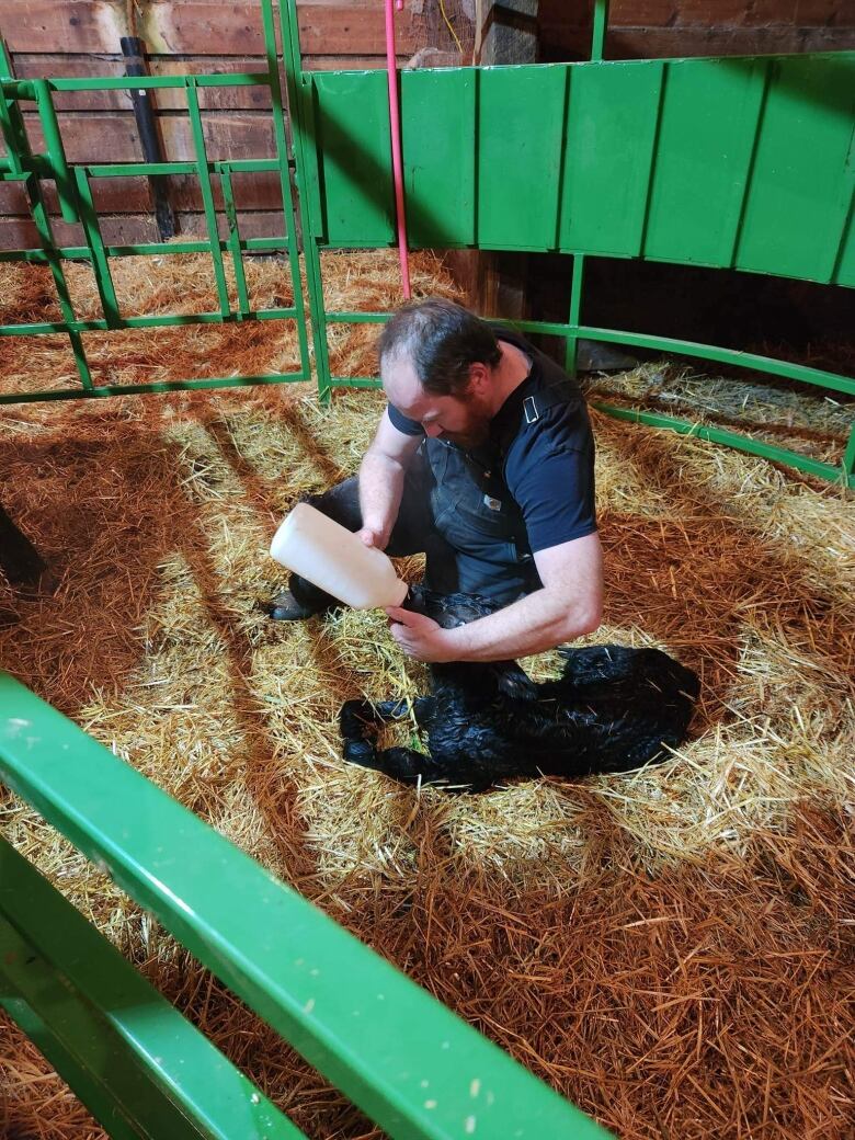 A man sits in a barn bottle feeding a baby cow.