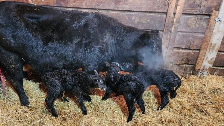 A cow stands with three little baby calves.