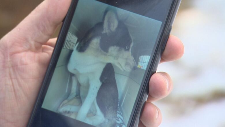 A man holds a phone displaying a photos of a husky dog in cage.