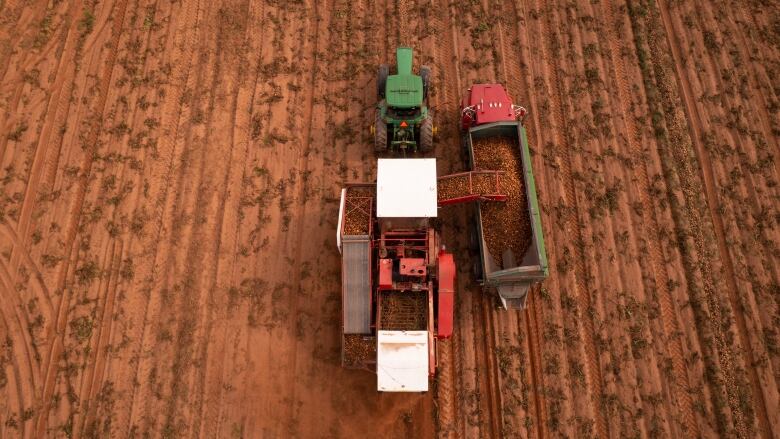 A potato harvester working in the middle of a field of red dirt.