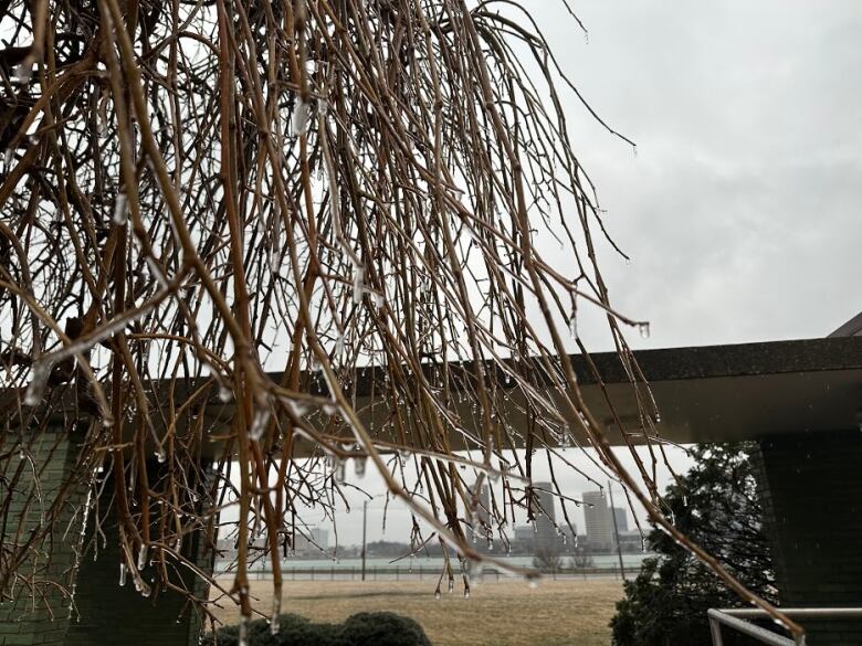 A tree with ice on it.