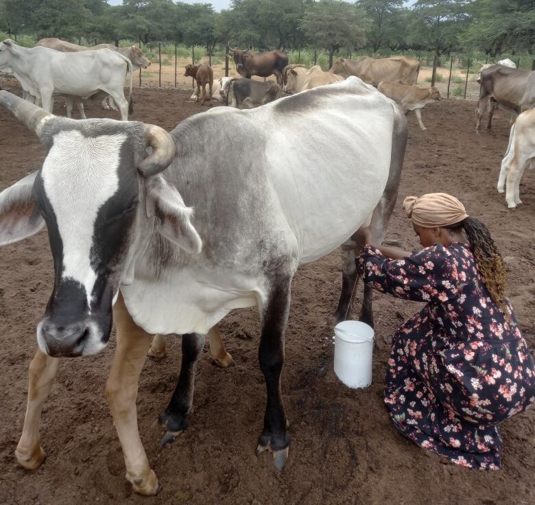 A woman with braids and a beige headwrap milking a cow.