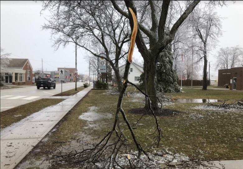 A fallen branch hangs from a tree while dragging on the ground.