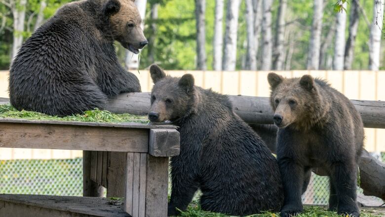 Three grizzly bear cubs sit on a structure made of wood