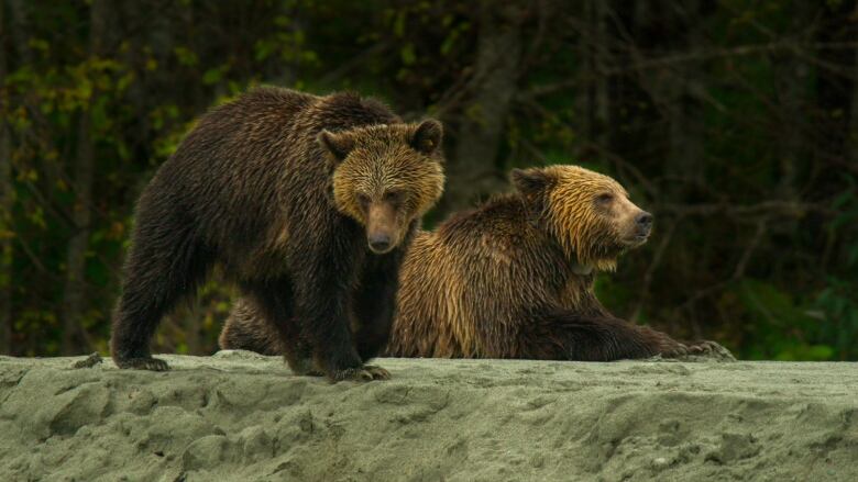 Two grizzly bears on the sandy bank of a river.