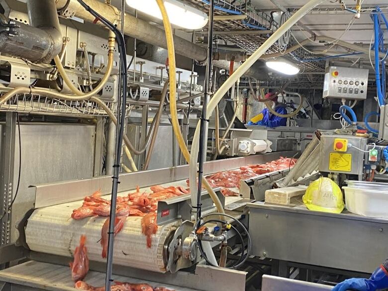 Fish are shown on a conveyor belt on a ship.