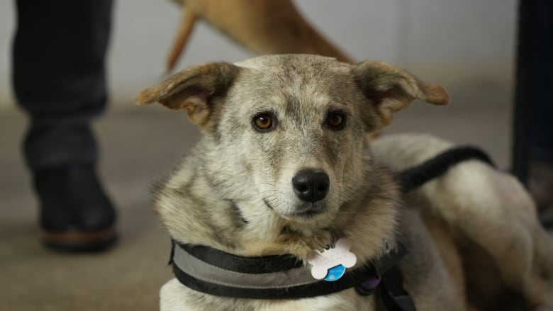 A grey and white dog with floppy ears that doesn't resemble any particular breed looks past the camera with deep brown eyes. 