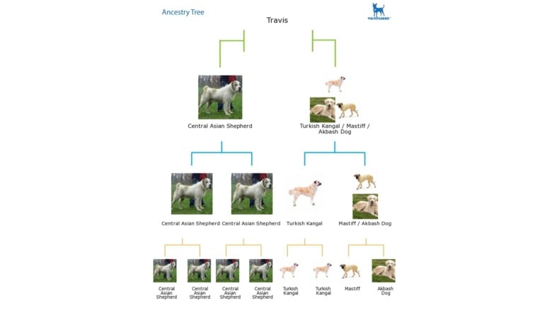 A chart showing Dhanaj's DNA consists of multiple different dog breeds. 