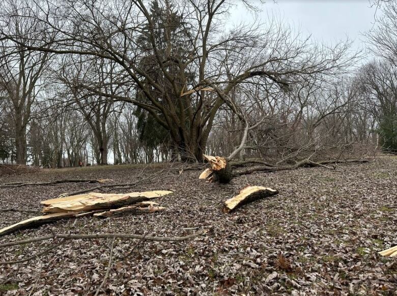 Tree limbs on the ground.