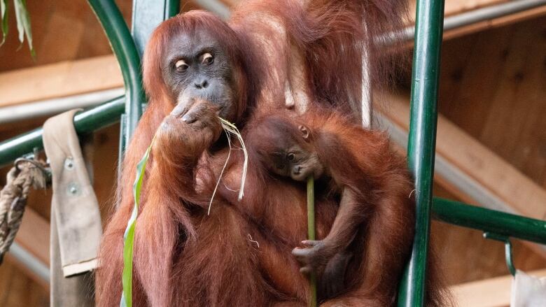 An adult and baby Sumatran orangutan much on some greens. 