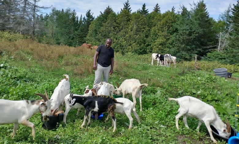 A Black man stands in a field surrounded by goats. He is wearing a black tee shirt and beige pants. There are several buckets on the ground, one to the right where one white goat is eating, and another to the left of the photo and a group of six or so goats surround it.