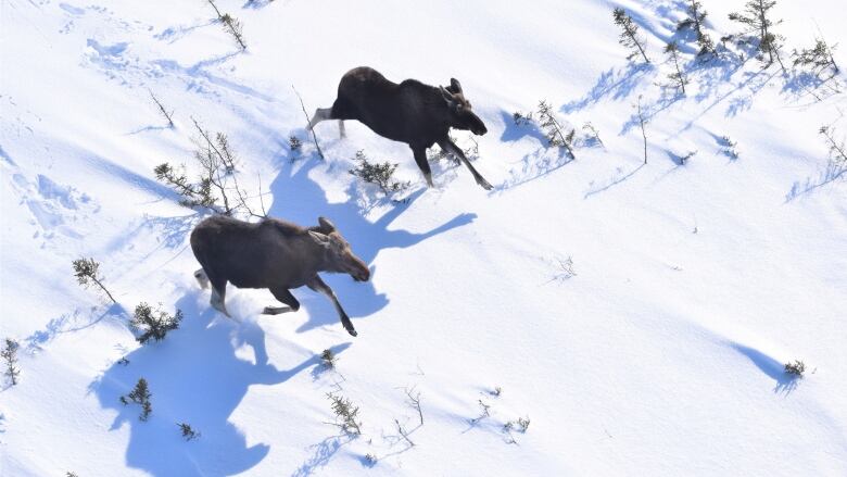 A aerial image two moose running thorugh snow.