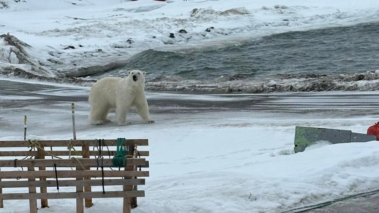 A polar bear walking by the water.