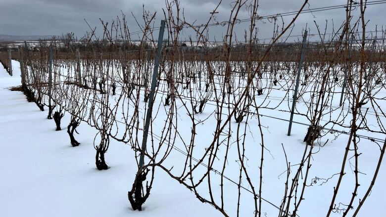 A vineyard is pictured in the winter, with snow all around the vines.