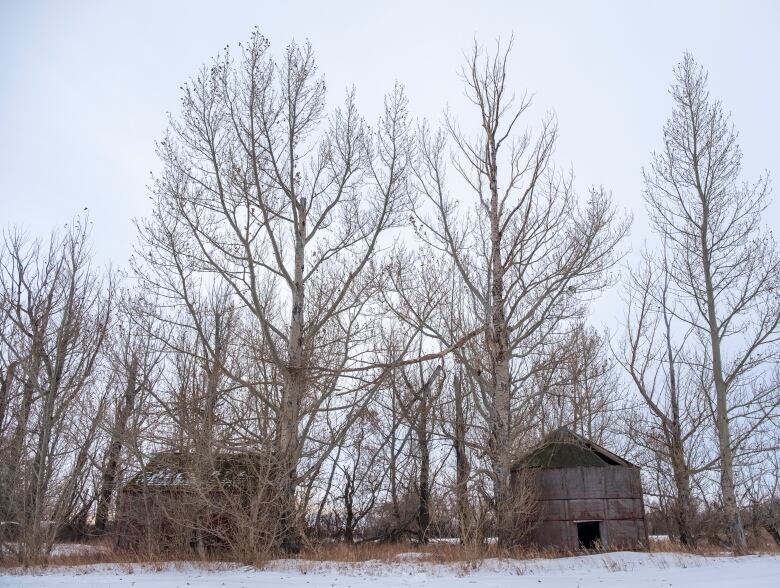 Two barren sheds are shown in a field. They are surrounded by a small grove of poplar trees. There is a gap between them. 