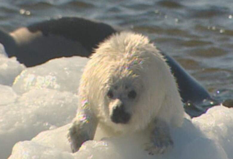 A seal on top of some ice in the ocean.