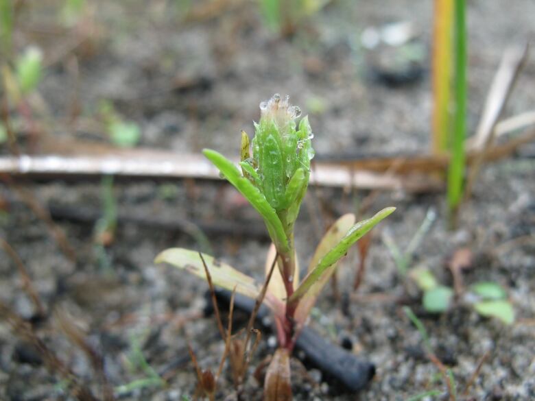 A closeup op a tiny aster seedling.