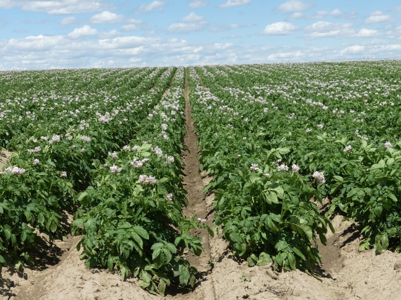 Rows of green potato plants.