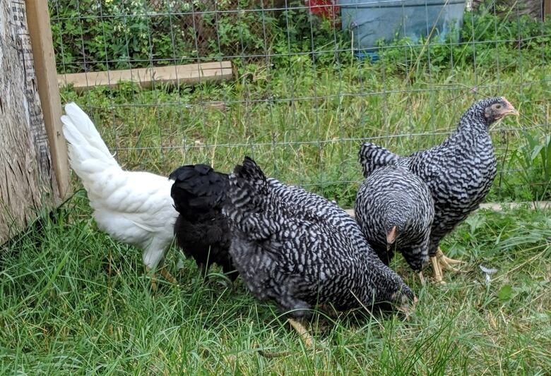 Greg Robert used to keep chickens on his property in Pembroke, Ont., including the birds pictured here.