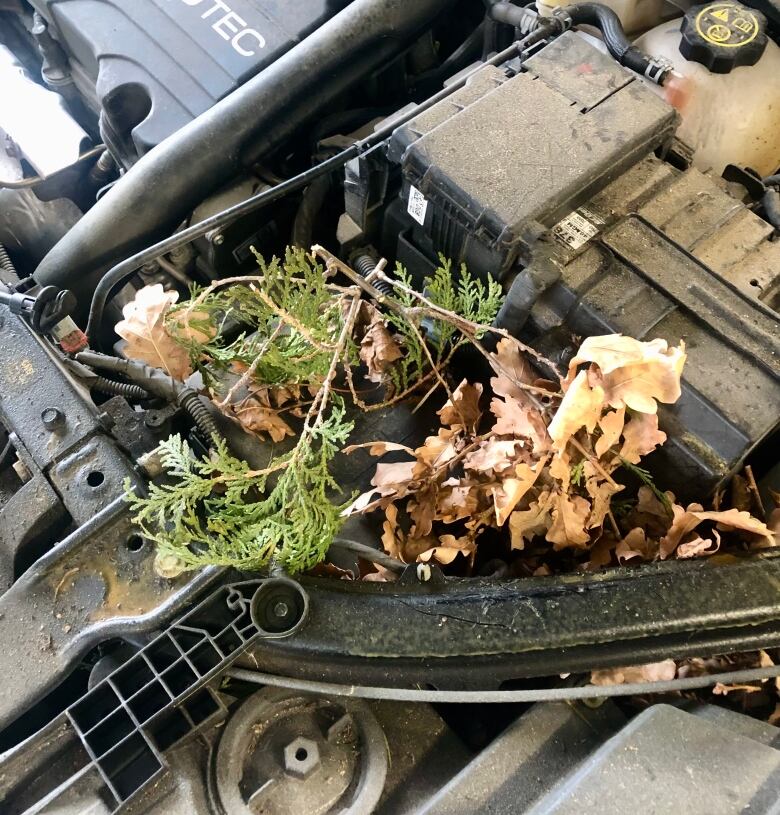 Anna Chamberlain recently discovered a nest of cedar boughs on her engine, after she'd already paid $700 to fix chewed up wires. 