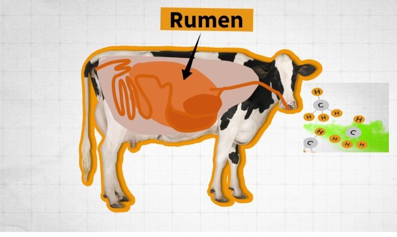 A graphic showing methane being belched up by a cow.