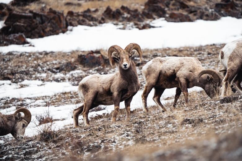 A sheep with horns looking at the camera