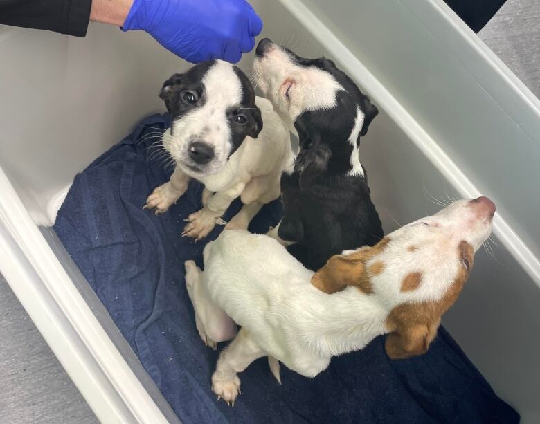 Three puppies, spotted in white and brown and black are seen looking up from the inside of a plastic storage tote.