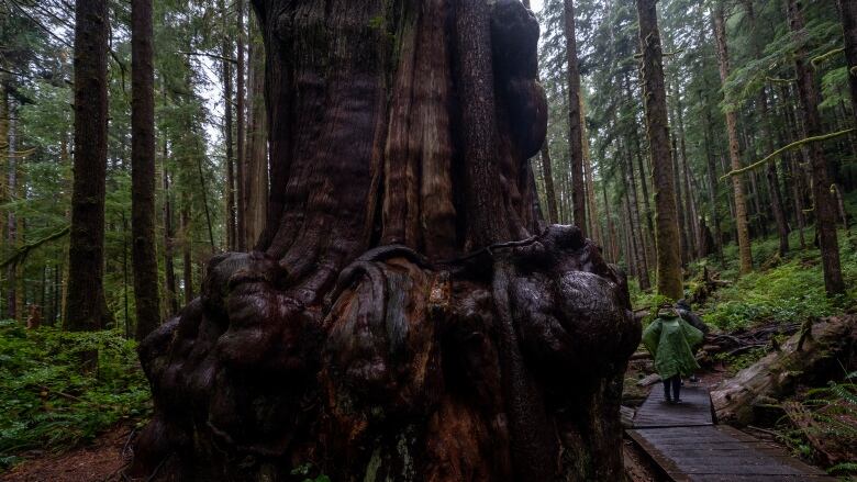 A big tree trunk in a forest, with a few people walking nearby.