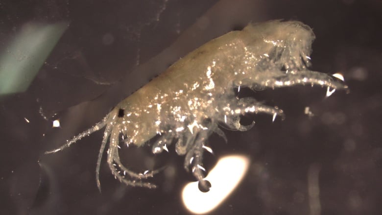 A white, grey shrimp looking bug with an eye sits in a small puddle of water.