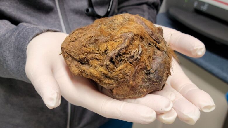 A close up of a brown clump with fur, held by someone wearing latex gloves.