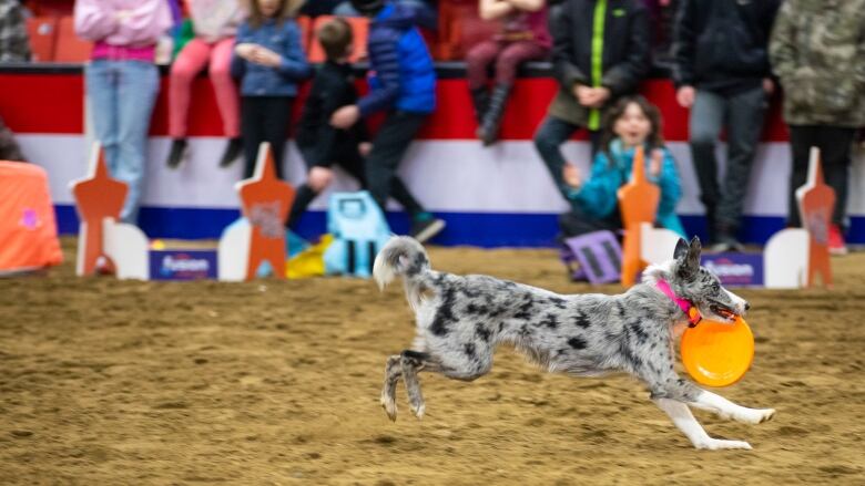 A dog catches a frisbee during a canine agility performance.