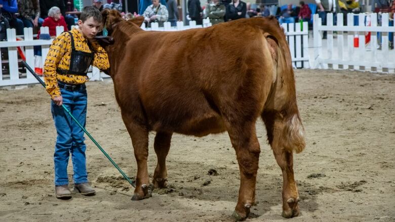 A young boy shows a heifer in a cattle show.