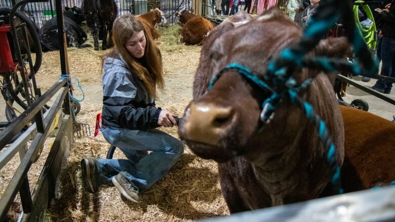 A woman cleans a cow for a show.