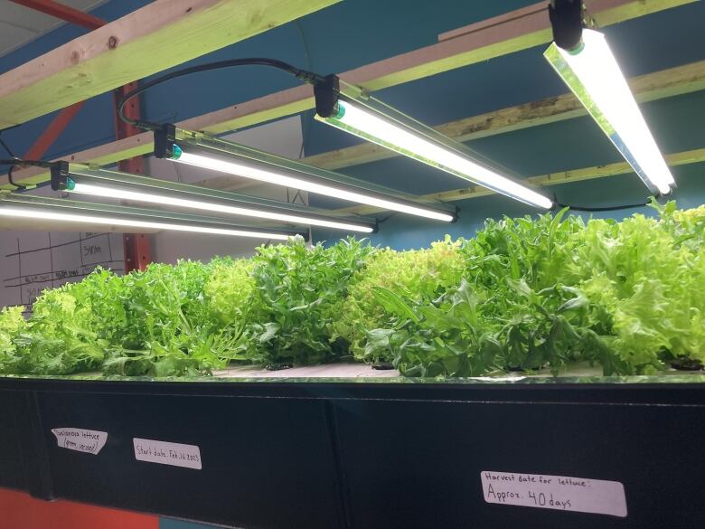 A photo of a tray full of bright green lettuce indoors.