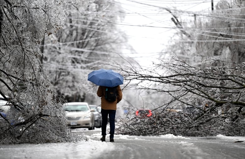 A man with an umbrella walks down the middle of a road between two trees that have fallen on the road.