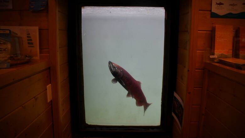 A dark red fish in grey-green water seen through a window surrounded by wood walls.