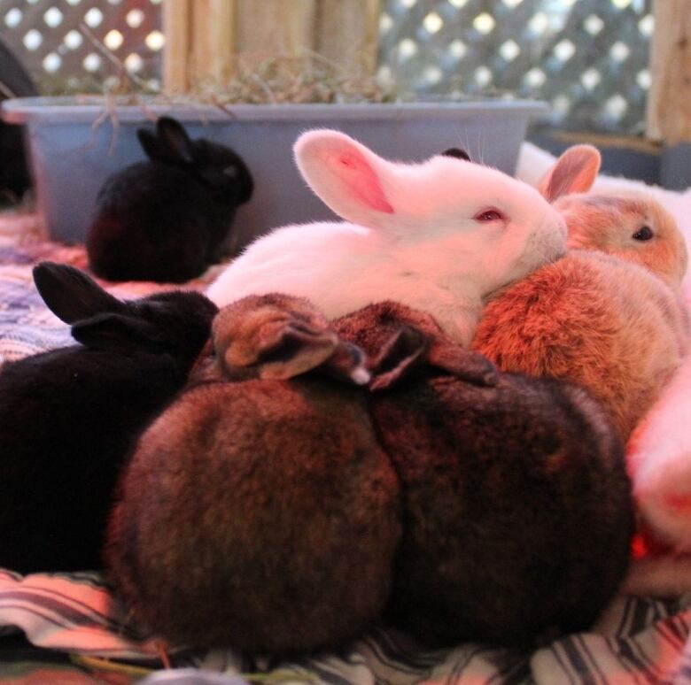 A fluffle, or a grouping of bunnies, in seen snuggling together under a red light.