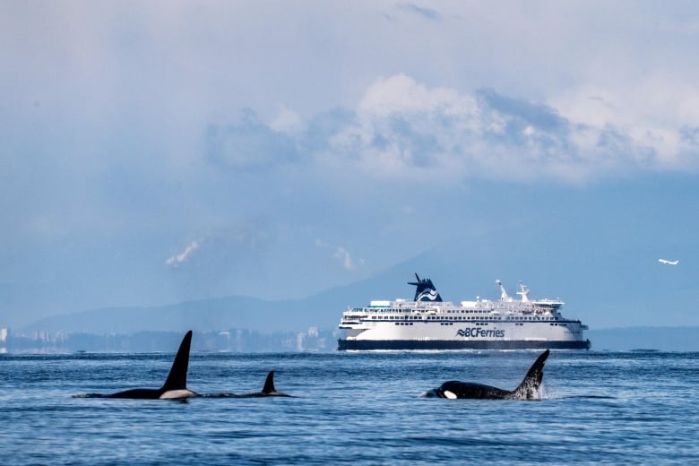 Three orcas swim in the ocean with a B.C. Ferry vessel behind them. 