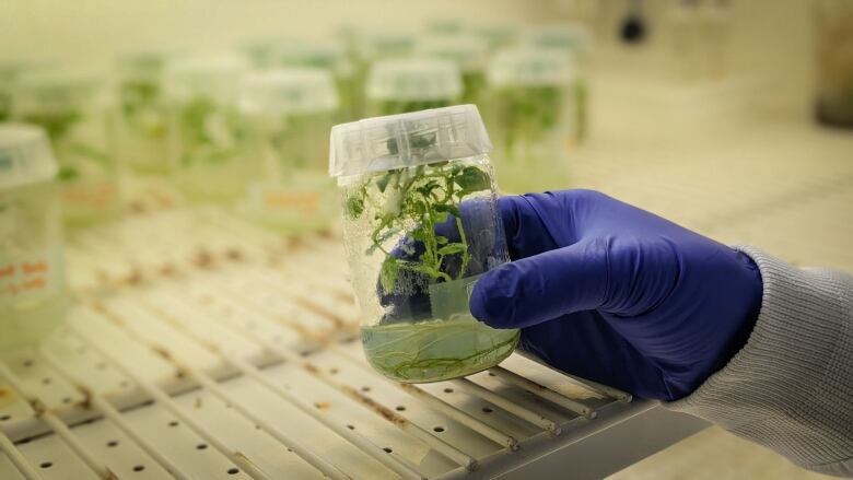 A hand wearing a blue glove holds a glass container with a plant growing inside