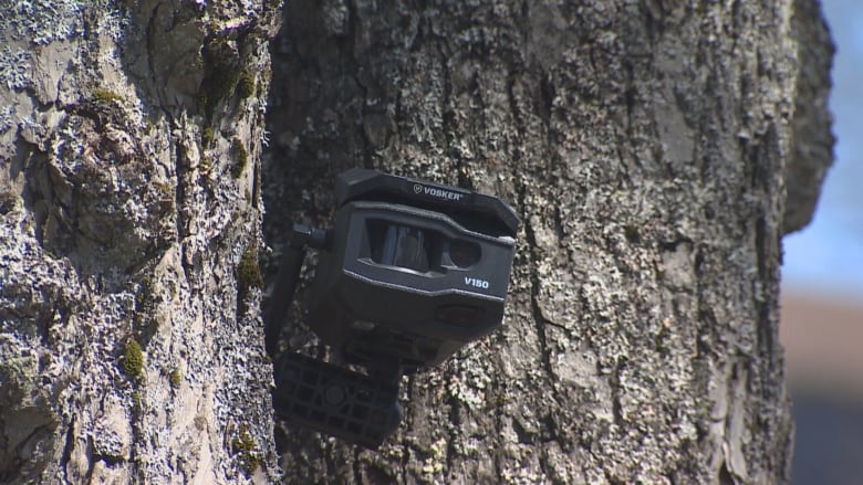 A black camera nestled in a tree.