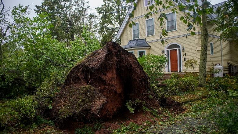 trees downed in front of a house