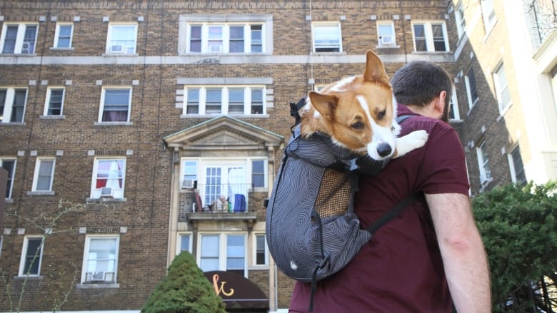 man with corgi in backpack outside apartment building.